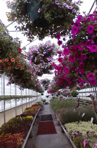 Hanging baskets