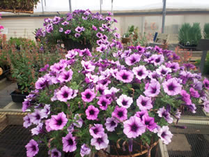 Hanging basket