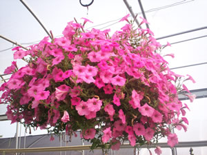 Hanging basket