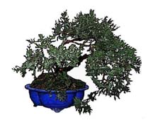 Bonsai