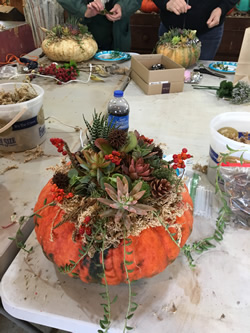 succulent pumpkin