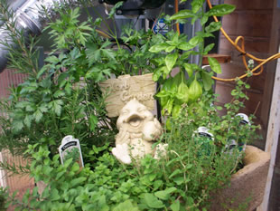 Herb Garden