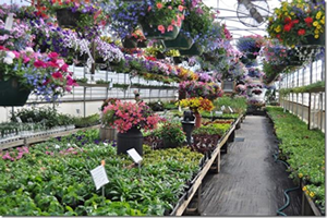 Hanging Baskets