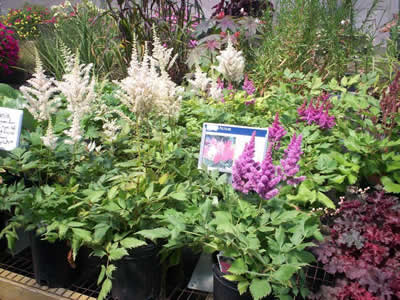 Astilbe