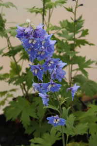 Delphinium