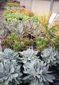 Temperate Succulents