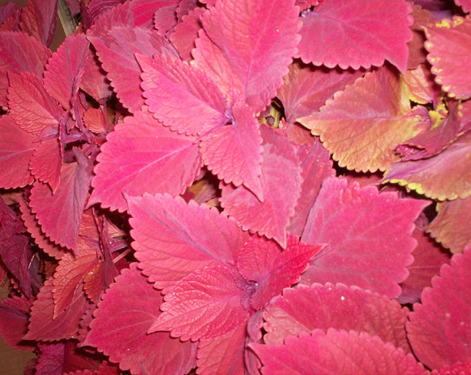 Image of flowers