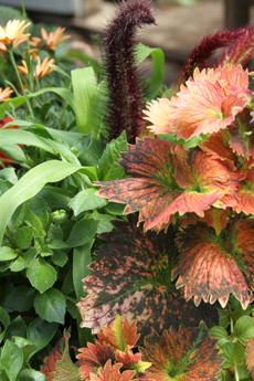 Image of flowers