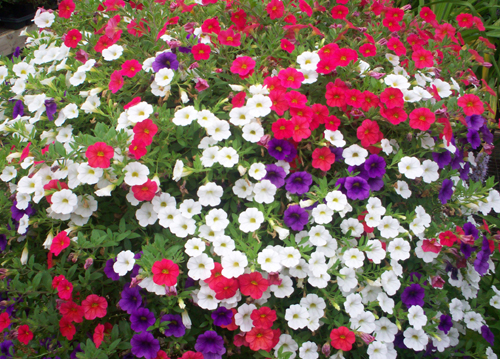 Image of flowers