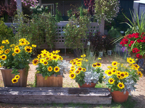 Image of flowers