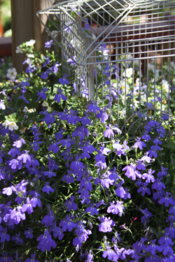 Image of flowers