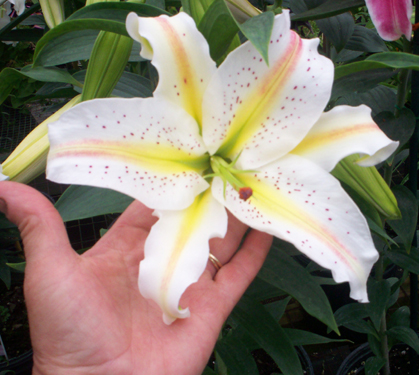 Image of flowers