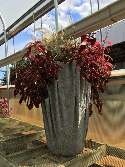 Draped with  coleus